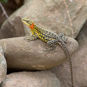 Laudakia erythrogastra